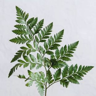 新鲜高山羊齿叶 杨子叶 芒叶一扎 草叶蕨 酒店装饰西餐日料花草