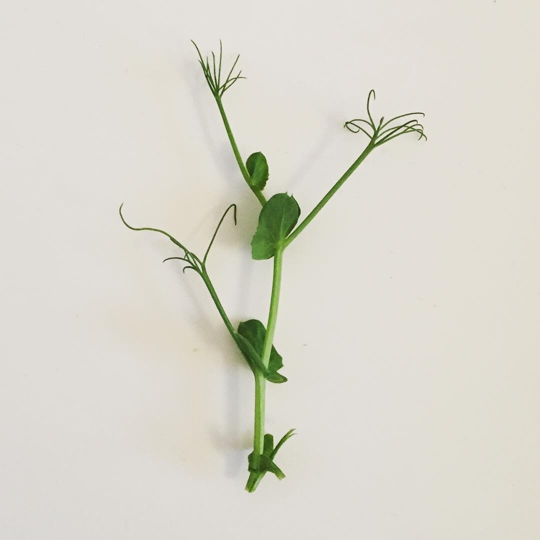 西餐摆盘装饰  Pea Shoots新鲜水培璇蔓豆苗 50g 素食沙拉豌豆苗