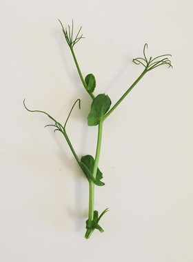 西餐摆盘装饰  Pea Shoots新鲜水培璇蔓豆苗 50g 素食沙拉豌豆苗