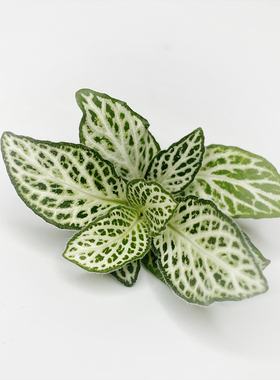 新鲜 网纹草 绿白网纹叶25朵/盒 日料西餐料理酒店摆盘装饰鲜花