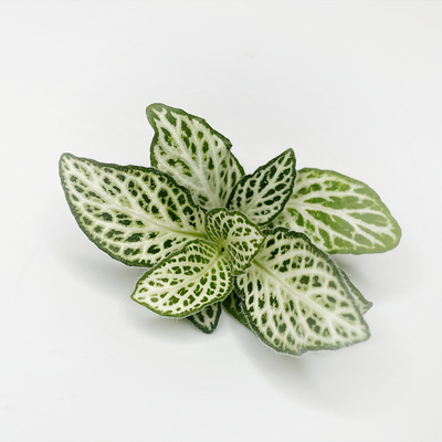 新鲜 网纹草 绿白网纹叶25朵/盒 日料西餐料理酒店摆盘装饰鲜花