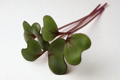 Microgreens Red Kale 新鲜紫甘蓝苗30g 西餐摆盘/沙拉用芽苗菜