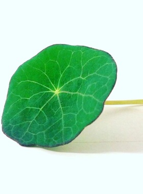 西餐摆盘食材 Nasturtium 新鲜迷你旱金莲叶子 20片 可食用花草