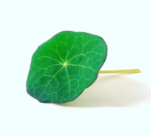 西餐摆盘食材 Nasturtium 新鲜迷你旱金莲叶子 20片 可食用花草