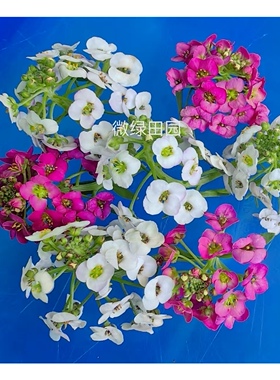 Microgreens新鲜特色日料西厨蛋糕甜品装饰创意点缀香雪球20球/盒