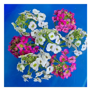 Microgreens新鲜特色日料西厨蛋糕甜品装饰创意点缀香雪球20球/盒