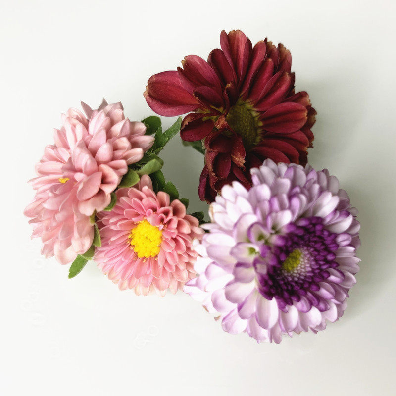 microgreens新鲜彩菊食用花 雏菊 鲜花 小菊花 酒店摆盘装饰30朵