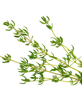 西餐特色食材 新鲜香草 Thyme 新鲜法国百里香 50g 麝香草