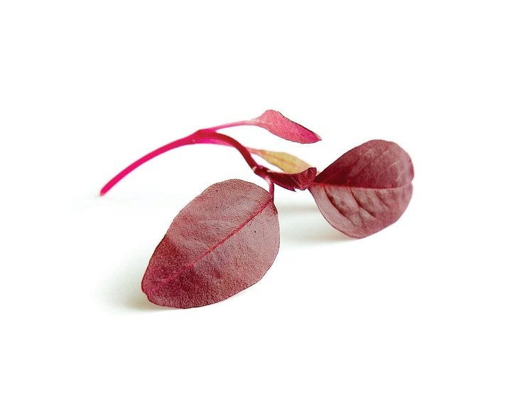 amaranth red 西餐摆盘装饰微型蔬菜 火红苗/安曼红苗/红苋菜 10g