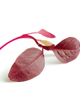 Amaranth Red 西餐摆盘装饰微型蔬菜 火红苗/安曼红苗/红苋菜 10g