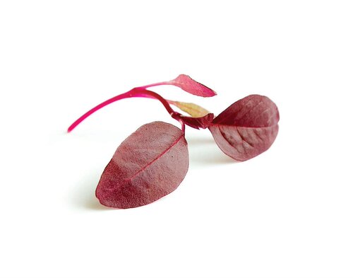 Amaranth Red 西餐摆盘装饰微型蔬菜 火红苗/安曼红苗/红苋菜 10g