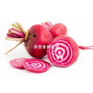 小新鲜条纹甜菜头 Little Beetroot Chioggia 螺纹菜头1个30-80g