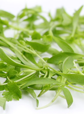Microgreens Coriander 新鲜微型蔬菜香菜苗10g 西餐摆盘嫩叶沙拉