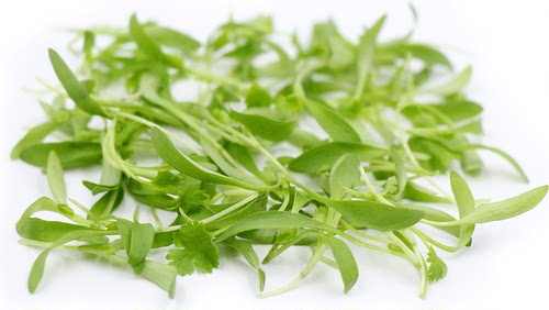 Microgreens Coriander 新鲜微型蔬菜香菜苗10g 西餐摆盘嫩叶沙拉