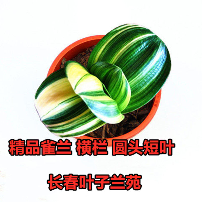 长春精品君子兰金丝雀兰宽叶彩兰圆头短叶和尚覆轮鸳鸯桌面小植物