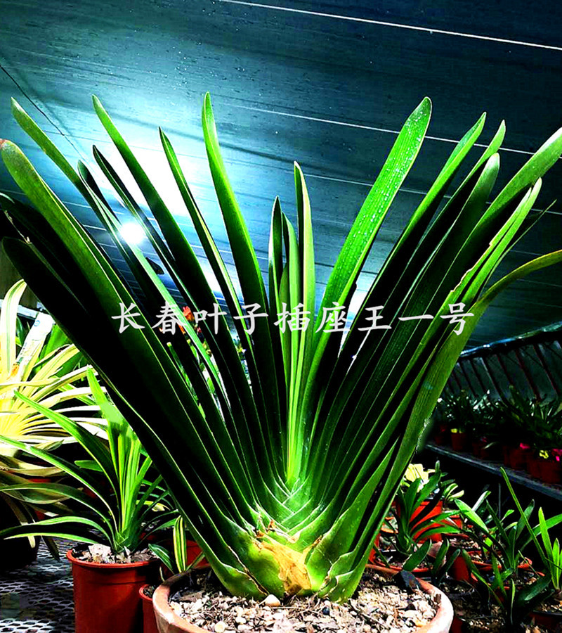 长春精品立板插座油匠坑纹君子兰