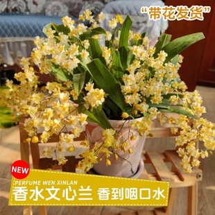 带花苞红色文心兰花梦香盆栽跳舞洋兰浓烈香味香水花卉5-10花剑