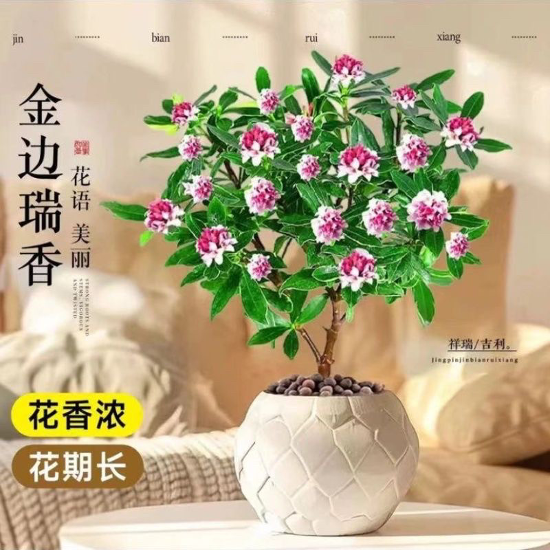 金边瑞香冬季南方阳台观花植物图片