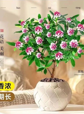 【耐寒易活】金边瑞香盆栽带花苞浓香型花卉耐寒年宵花卉室内绿植