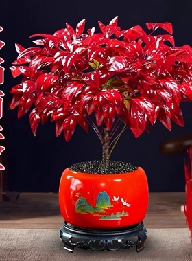 火焰南天竹盆栽冬季耐寒红叶绿植室内外客厅阳台四季好养植物盆景