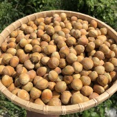 2025年新货东北大榛子新鲜生榛子原味坚果零食500g快递 包邮