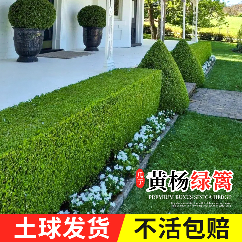 小叶黄杨苗四季常青耐寒绿篱植物