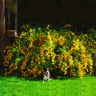 重瓣棣棠花苗庭院地栽阳台盆栽室外耐阴耐寒花灌木花卉植物棣棠苗