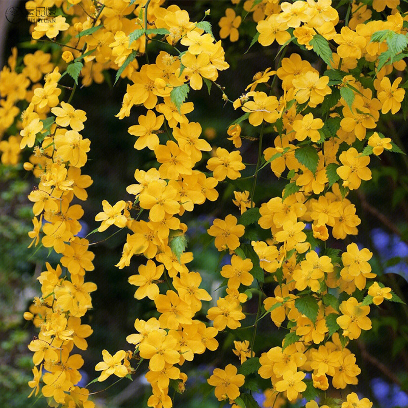 单瓣棣棠花苗耐阴耐寒春夏两季花