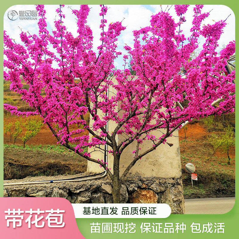 紫荆花树苗紫金花苗室外植物易活耐寒耐热庭院景观树天台露台盆栽