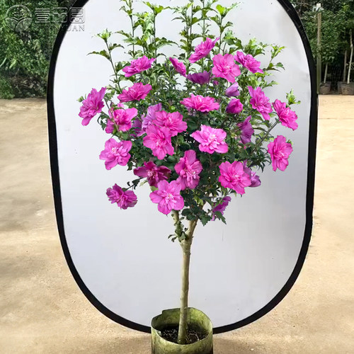 花期长耐寒耐热苗圃直销木槿花苗