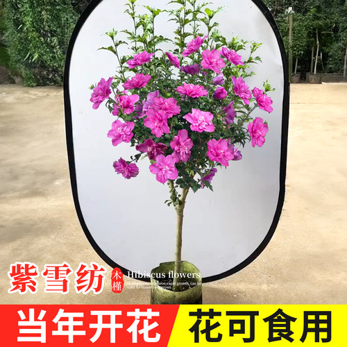 花期长耐寒耐热苗圃直销木槿花苗