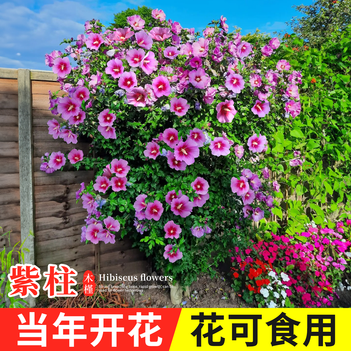 木槿花树苗棒棒糖可食用单瓣大花