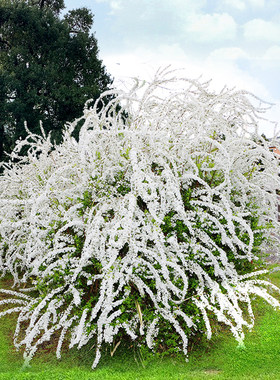 喷雪花棒棒糖树苗大苗抗冻雪柳