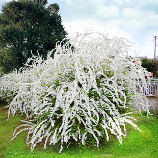 喷雪花棒棒糖树苗大苗室外木本抗冻耐冻耐寒花卉植物雪柳小苗盆栽