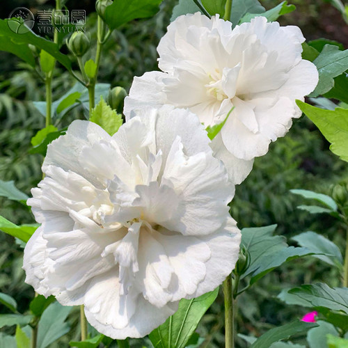 重瓣木槿花树苗可食用耐寒耐热