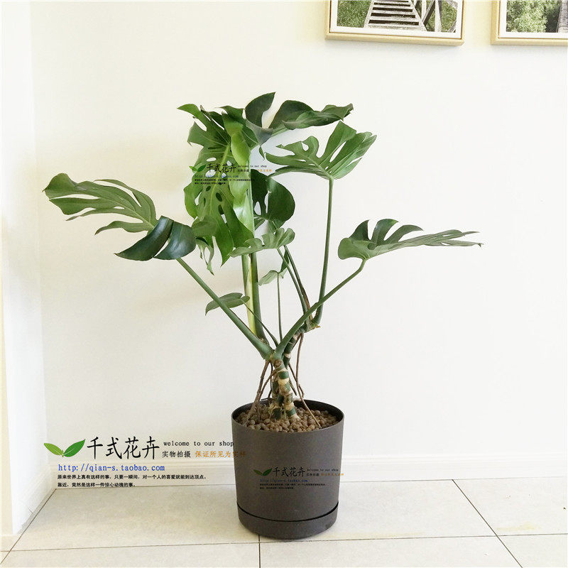 一物一拍老桩龟背竹室内绿植图片