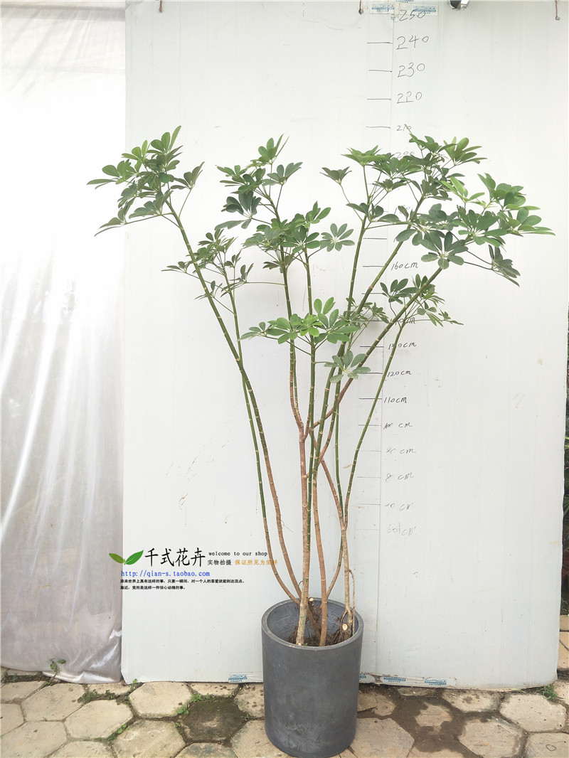 千式花卉鸭脚木造型耐阴易养老桩室内书房阳台盆栽办公室绿植盆栽