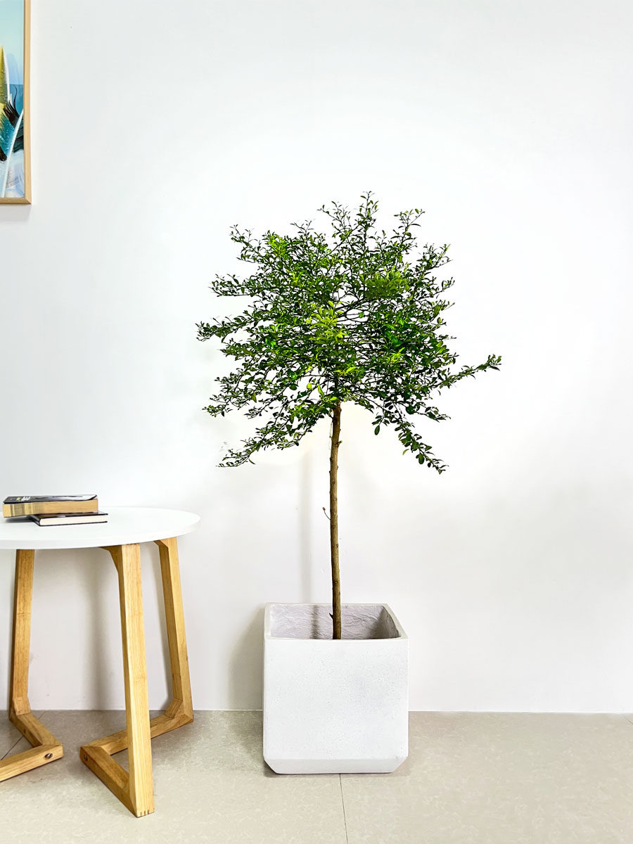 挂果多多的手指柠檬盆栽室内阳台大型绿植可选一物一拍柠檬树