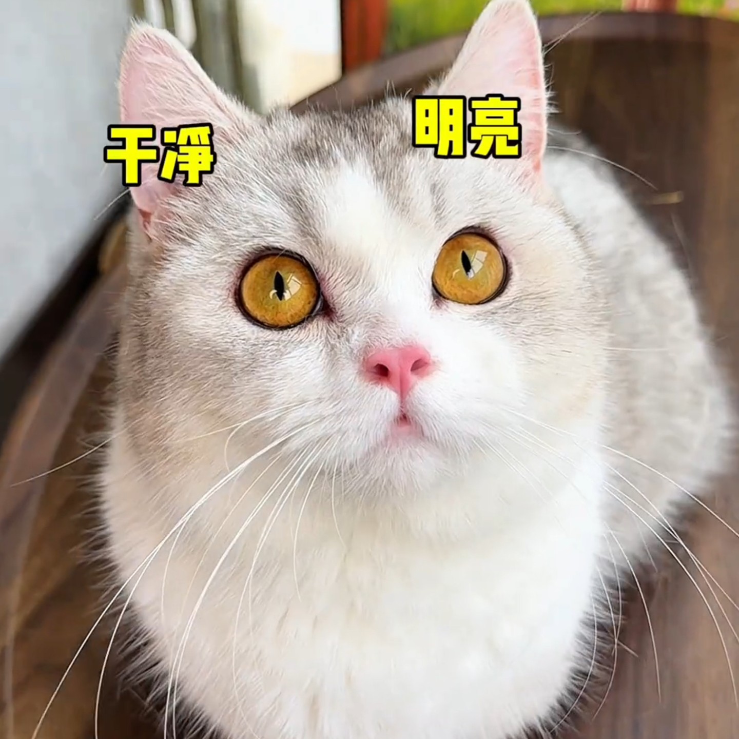 猫咪宠物眼部清洁湿巾眼屎护理泪痕清理耳部脏东西清除植物萃取,宠物/宠物食品及用品,猫狗免洗清洁,淘宝优惠券,粉丝福利购,淘宝优惠卷