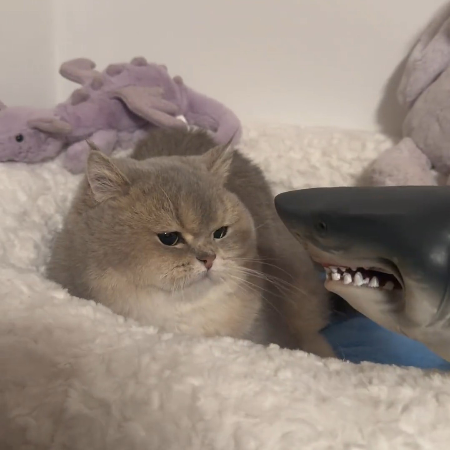 恐龙头手偶儿童仿真玩具逗猫图片