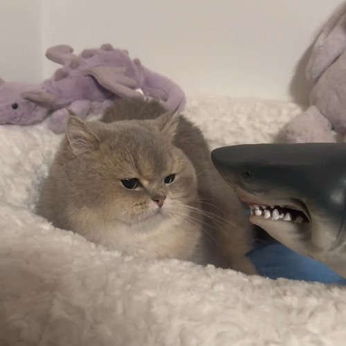 恐龙头手偶儿童仿真玩具逗猫