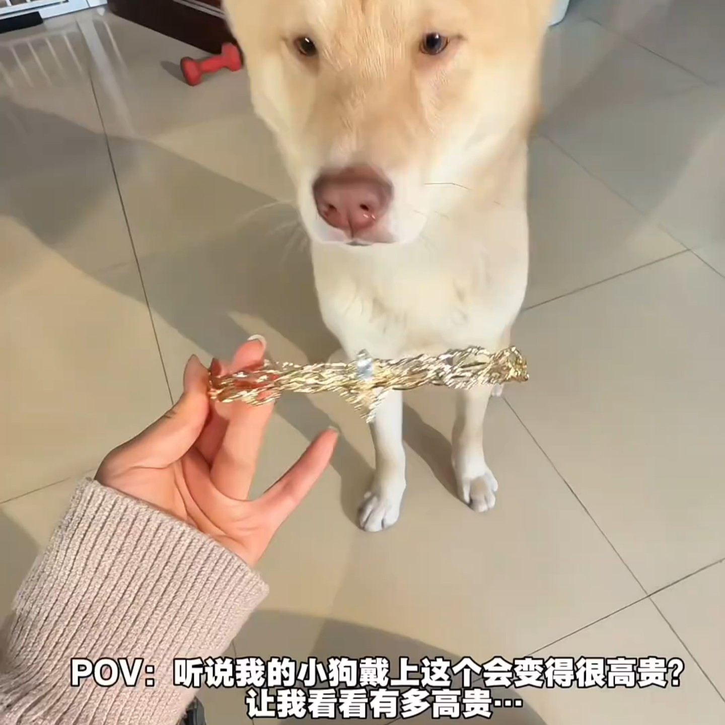 狗狗霍比特人金色造型皇冠配饰小狗拍照装饰道具高贵宠物金属配饰,服饰配件/皮带/帽子/围巾,皇冠配饰,淘宝优惠券,粉丝福利购,淘宝优惠卷