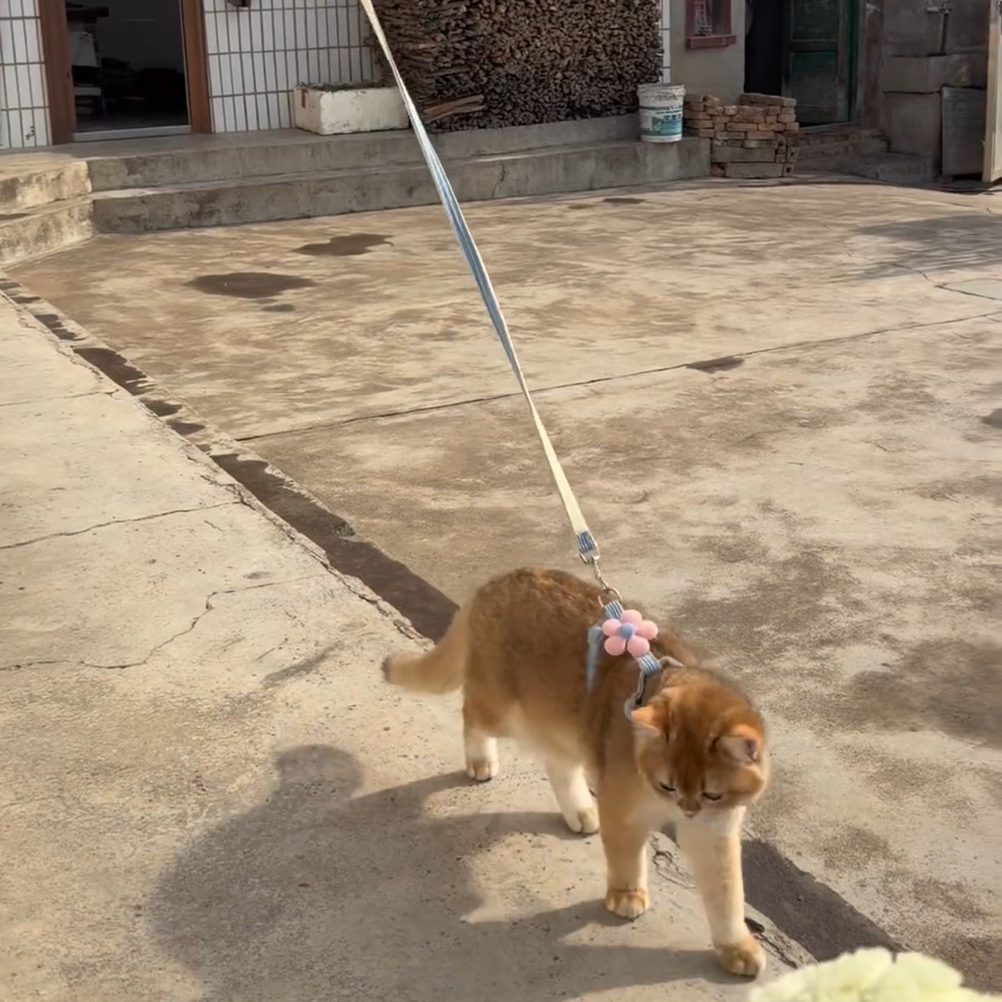 引绳外出防挣脱工字型调节宠物专用猫咪小花可爱防走丢牵引绳便携,宠物/宠物食品及用品,猫牵引绳,淘宝优惠券,粉丝福利购,淘宝优惠卷