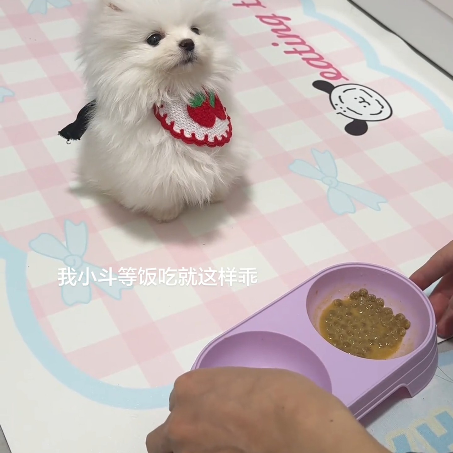 猫猫塑料双碗猫盆饮食器水粮一体高脚宠物碗浅口碗狗狗饭盆食物碗,宠物/宠物食品及用品,宠物智能碗,淘宝优惠券,粉丝福利购,淘宝优惠卷