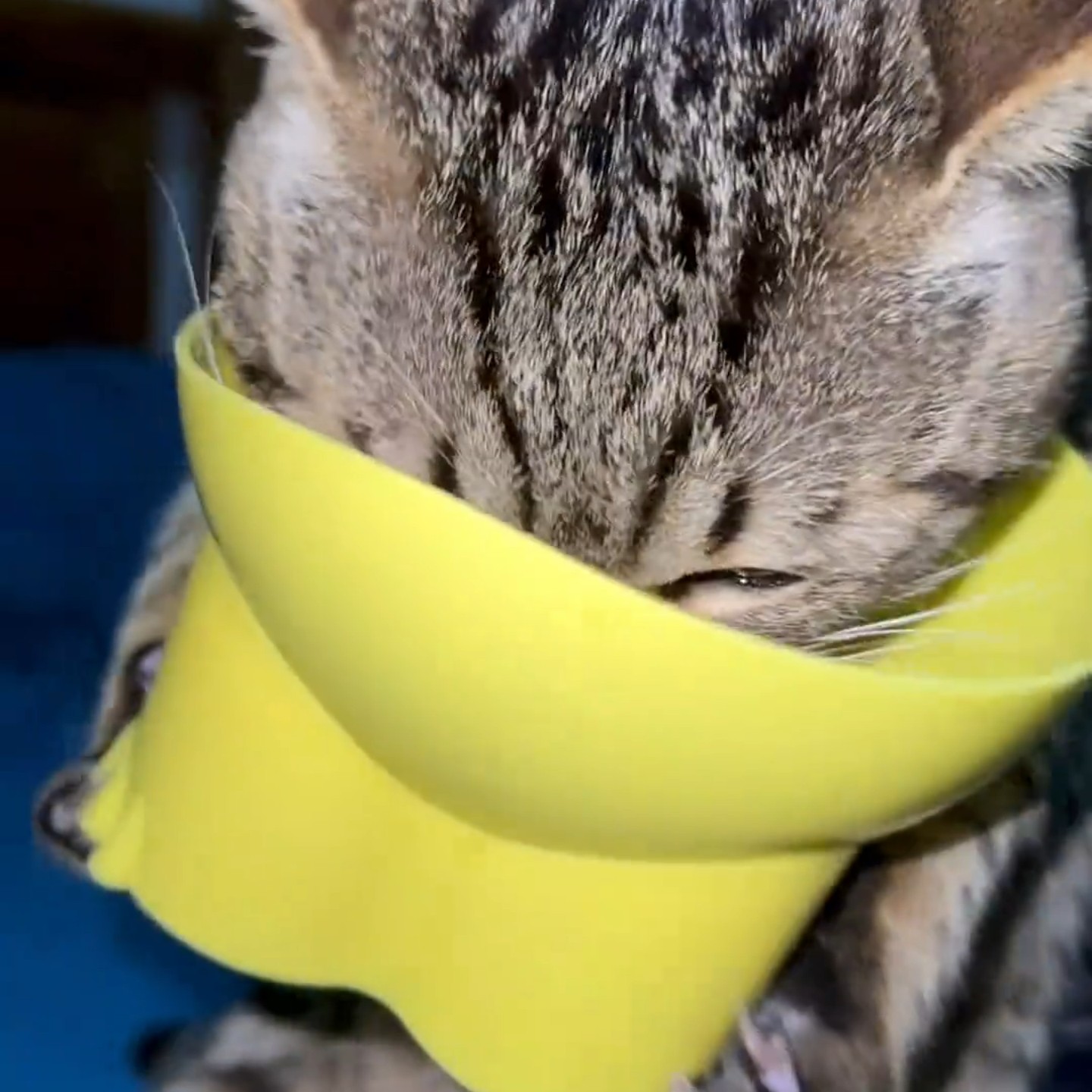 猫碗防滑喂食器猫咪纯色猫碗陶瓷宠物碗高脚小猫保护颈椎猫饭盆,宠物/宠物食品及用品,宠物智能碗,淘宝优惠券,粉丝福利购,淘宝优惠卷