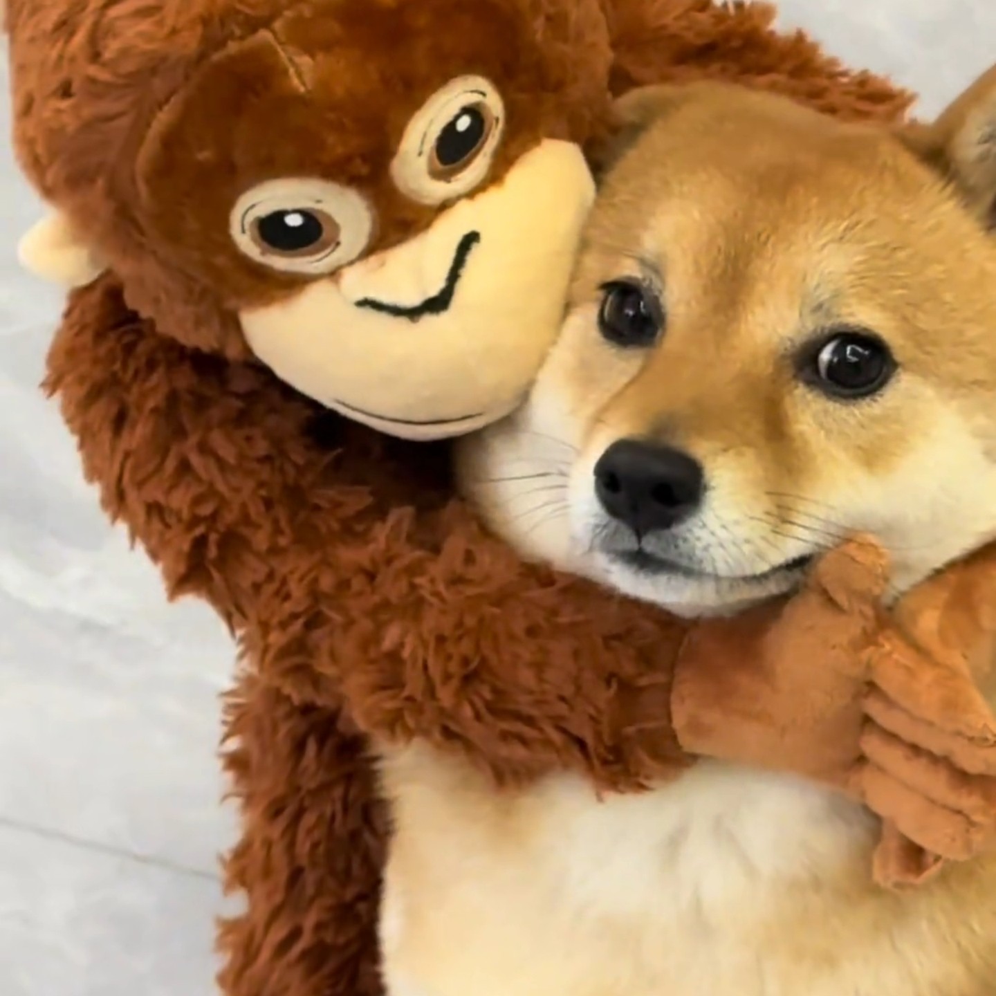 宠物小狗大猩猩猿猴公仔仿真小猴子布娃娃礼品热销毛绒玩具长臂猴