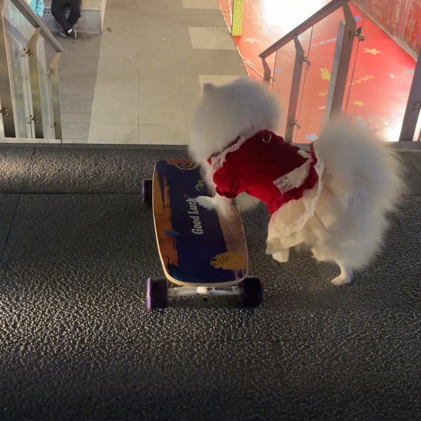 宠物滑板狗狗专业陆冲板雪纳瑞柯基狗用滑板玩具宠物运动双向可滑,运动/瑜伽/健身/球迷用品,滑板,淘宝优惠券,粉丝福利购,淘宝优惠卷