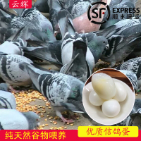 农家自产杂粮散养新鲜信鸽蛋土特产30枚装鸽子蛋宝宝辅食顺丰包邮