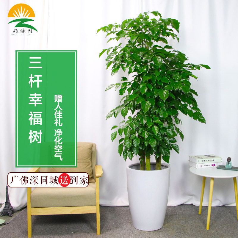 三杆步步高幸福树室内植物办公室客厅大型绿植开业送礼绿宝盆栽