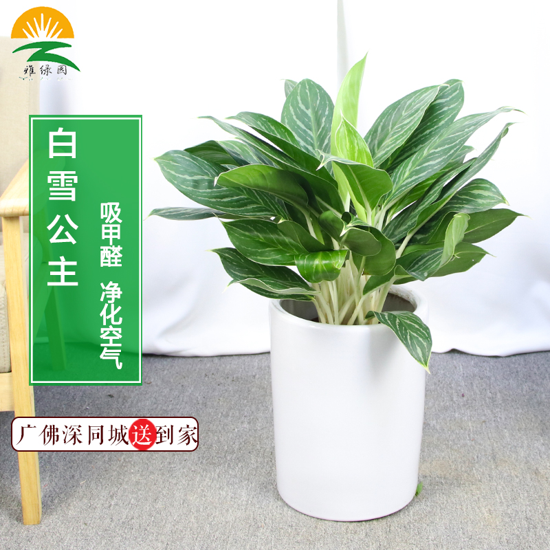 大型白雪公主盆栽室内观叶皇后绿植前台好养绿植办公室过道花卉